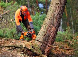 Best Lot and Land Clearing  in Canyon Lake, TX