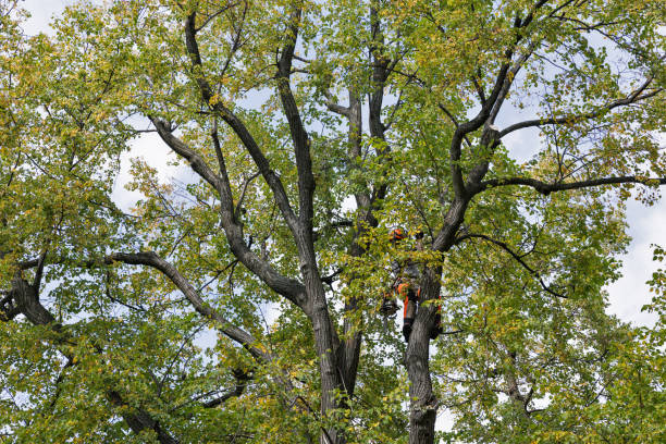 Best Tree Removal  in Canyon Lake, TX